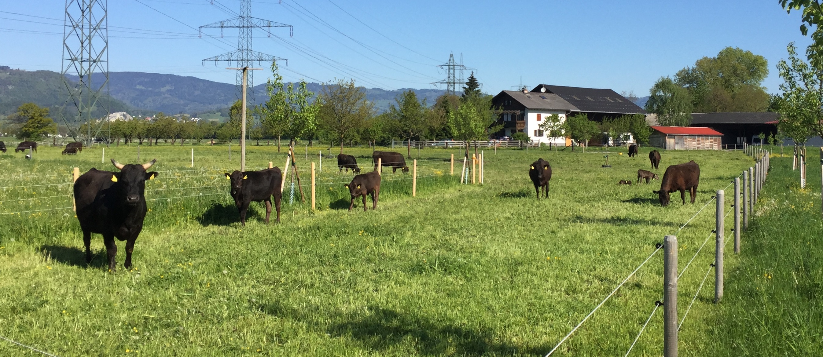 2016 Stier Herde Hof Ausschnitt